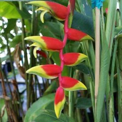 Lobster Claw Plant -Evergreen Trees Sales Store Lobster Claw 6