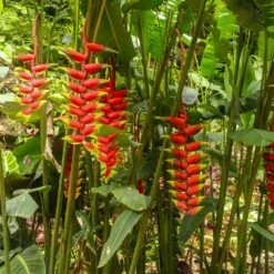 Lobster Claw Plant -Evergreen Trees Sales Store Lobster Claw 7 FGT