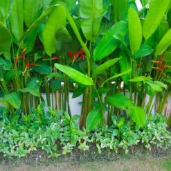 Lobster Claw Plant -Evergreen Trees Sales Store Lobster Claw 9