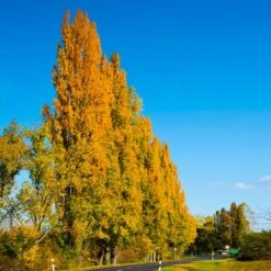 Lombardy Poplar Tree -Evergreen Trees Sales Store Lombardy Poplar 5 FGT