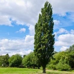 Lombardy Poplar Tree -Evergreen Trees Sales Store Lombardy Poplar 8