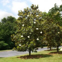Little Gem Magnolia Tree -Evergreen Trees Sales Store Lttle Gem Magnolia 4