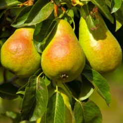 Luscious Pear Tree -Evergreen Trees Sales Store Luscious Pear 4 FGT