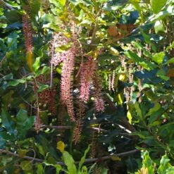 Macadamia Nut Tree 10 Macadamia Nut Tree -Evergreen Trees Sales Store Macadamia Nut Tree 2