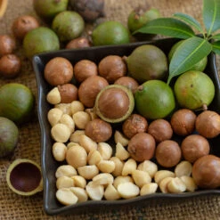 Macadamia Nut Tree 8 Macadamia Nut Tree -Evergreen Trees Sales Store Macadamia Nut Tree 6 FGT