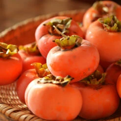 Weeping Persimmon -Evergreen Trees Sales Store Magic Fountain Weeping Persimmon 2