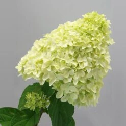 Magical® Candle Hydrangea Shrub -Evergreen Trees Sales Store Magical Candle 2