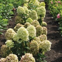 Magical® Candle Hydrangea Shrub -Evergreen Trees Sales Store Magical Candle 3