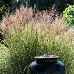 Morning Light Miscanthus -Evergreen Trees Sales Store Maiden Grass Morning light 2 FGT