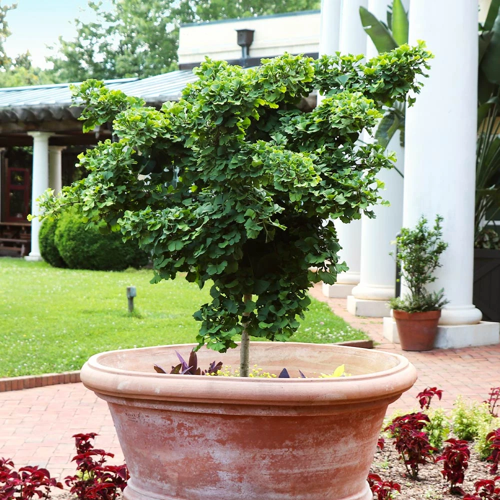 Ginkgo Biloba 'Mariken' Tree 4 Ginkgo Biloba 'Mariken' Tree - Image 4