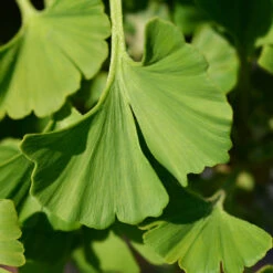 Ginkgo Biloba 'Mariken' Tree 11 Ginkgo Biloba 'Mariken' Tree -Evergreen Trees Sales Store Mairken Ginkgo 4 FGT
