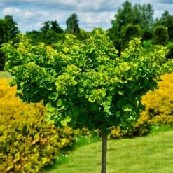 Ginkgo Biloba 'Mariken' Tree 8 Ginkgo Biloba 'Mariken' Tree -Evergreen Trees Sales Store Mairken Ginkgo 8 FGT