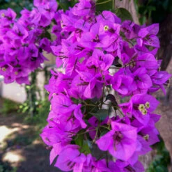 Majestic Purple Bougainvillea 5 Majestic Purple Bougainvillea -Evergreen Trees Sales Store Majestic Purple Bougainvillea 4 FGT