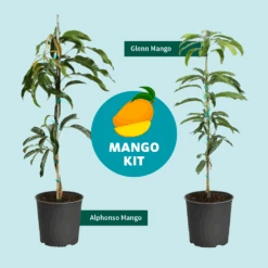 Alphonso Mango -Evergreen Trees Sales Store Mango Kit Graphic dc77f6db ee29 43d2 85de 9f3718171195
