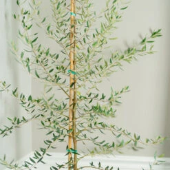 Manzanillo Olive Tree -Evergreen Trees Sales Store Manzanilla Olive Tree 2