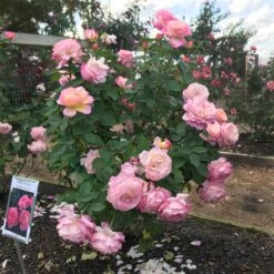 Marc Chagall™ Rose 5 Marc Chagall™ Rose -Evergreen Trees Sales Store Marc Chagall