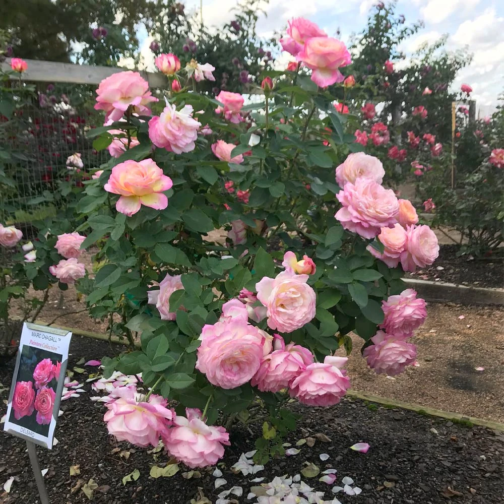 Marc Chagall™ Rose 3 Marc Chagall™ Rose - Image 3