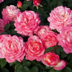 Marc Chagall™ Rose Tree 5 Marc Chagall™ Rose Tree -Evergreen Trees Sales Store Marc Chagall Standard 3