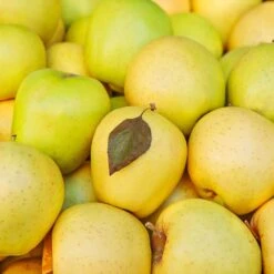 Mutsu (Crispin) Apple Tree -Evergreen Trees Sales Store Matsu Crispin Apple 2 911ff493 b5f3 4735 b48a e3117551cc55