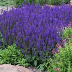 May Night Salvia -Evergreen Trees Sales Store May Night Salvia sage 2 FGT