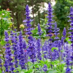May Night Salvia -Evergreen Trees Sales Store May Night Salvia sage 4