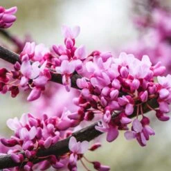Merlot Redbud Tree -Evergreen Trees Sales Store Merlot Redbud 2