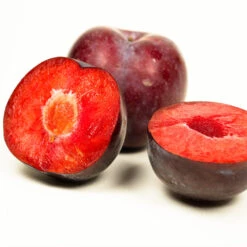 Methley Plum Tree -Evergreen Trees Sales Store Methley Plum 3 6230ed7a 5c4e 4b03 88d0 ad8f75f62363