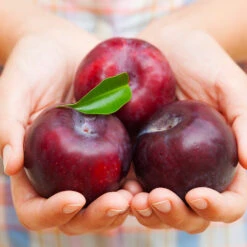 Methley Plum Tree -Evergreen Trees Sales Store Methley Plum 4 4ec34c93 142f 4450 8af1 feb06f93c049