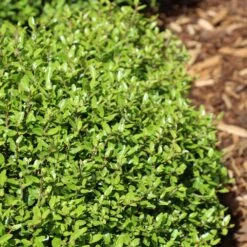 Micron® Holly Shrub -Evergreen Trees Sales Store Micron Holly 4 FGT