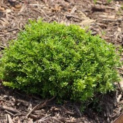 Micron® Holly Shrub -Evergreen Trees Sales Store Micron Holly 8 FGT