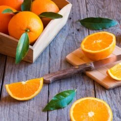 Midknight Valencia Orange -Evergreen Trees Sales Store MidKnight Orange 3 FGT