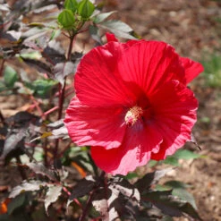 Midnight Marvel Hardy Hibiscus -Evergreen Trees Sales Store Midnight Marvel Hibiscus 6