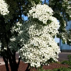 Milky Way Chinese Dogwood Tree -Evergreen Trees Sales Store Milky Way Select 3