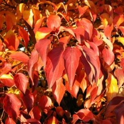 Milky Way Chinese Dogwood Tree -Evergreen Trees Sales Store Milky Way Select 4