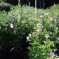 Minerva Rose Of Sharon Althea Shrub 9 Minerva Rose Of Sharon Althea Shrub -Evergreen Trees Sales Store Minerva Rose of Sharon 1