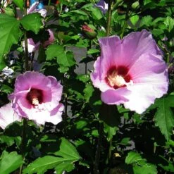Minerva Rose Of Sharon Althea Shrub 8 Minerva Rose Of Sharon Althea Shrub -Evergreen Trees Sales Store Minerva Rose of Sharon 2