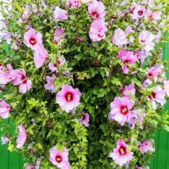 Minerva Rose Of Sharon Althea Shrub 7 Minerva Rose Of Sharon Althea Shrub -Evergreen Trees Sales Store Minerva Rose of Sharon 3
