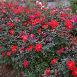 Miracle On The Hudson™ Rose -Evergreen Trees Sales Store Miracle on the Hudson 4 FGT