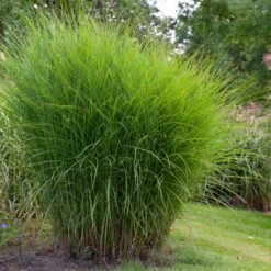 Miscanthus Gracillimus (Maiden Grass) -Evergreen Trees Sales Store Miscanthus Gracillimus Maiden Grass 1