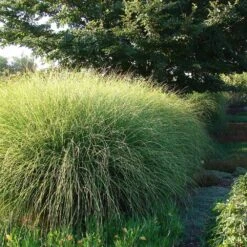 Miscanthus Gracillimus (Maiden Grass) -Evergreen Trees Sales Store Miscanthus Gracillimus Maiden Grass 6