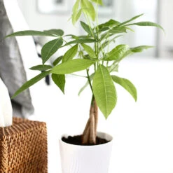 Money Tree In White Pot 6 Money Tree In White Pot -Evergreen Trees Sales Store Money Tree Green Circle LIV Pottery Pot 2