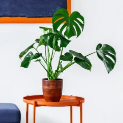 Monstera Deliciosa And Fiddle Leaf Fig Combo -Evergreen Trees Sales Store Monstera delisiosa 1 BB