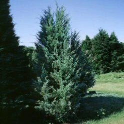 Moonglow Juniper -Evergreen Trees Sales Store Moonglow Juniper 1 BB