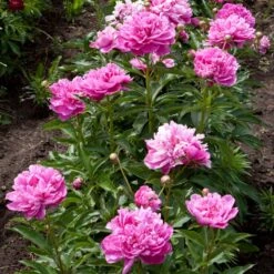 Mr. Ed Peony -Evergreen Trees Sales Store Mr Ed peony 4 FGT