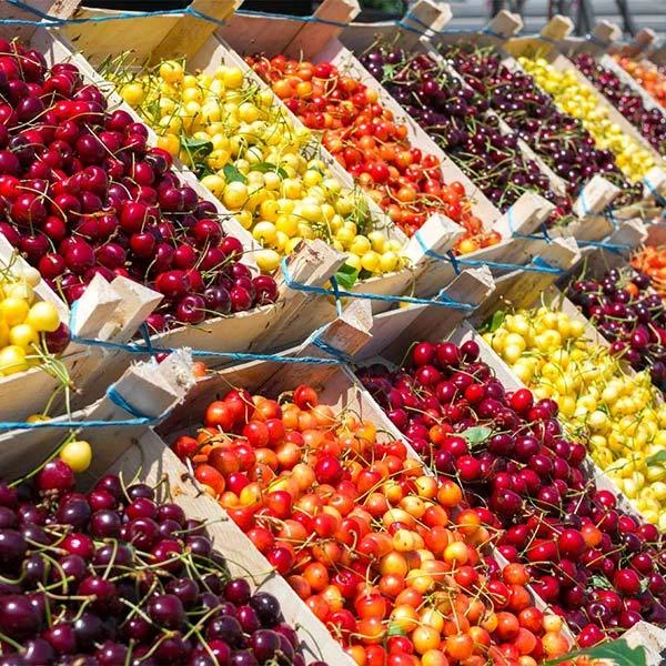 3-in-1 Cherry Tree 1 3-in-1 Cherry Tree