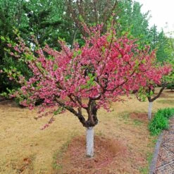 Multi-Peach Tree 5 Multi-Peach Tree -Evergreen Trees Sales Store Multi fruit peach 2