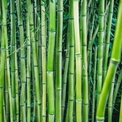 Multiplex Bamboo 7 Multiplex Bamboo -Evergreen Trees Sales Store Multi plex bamboo 3