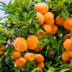 Murcott Honey Mandarin Tree -Evergreen Trees Sales Store Murcott Honey Mandarin Tree 450 D1