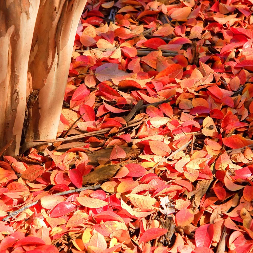 Muskogee Crape Myrtle Tree 7 Muskogee Crape Myrtle Tree - Image 7