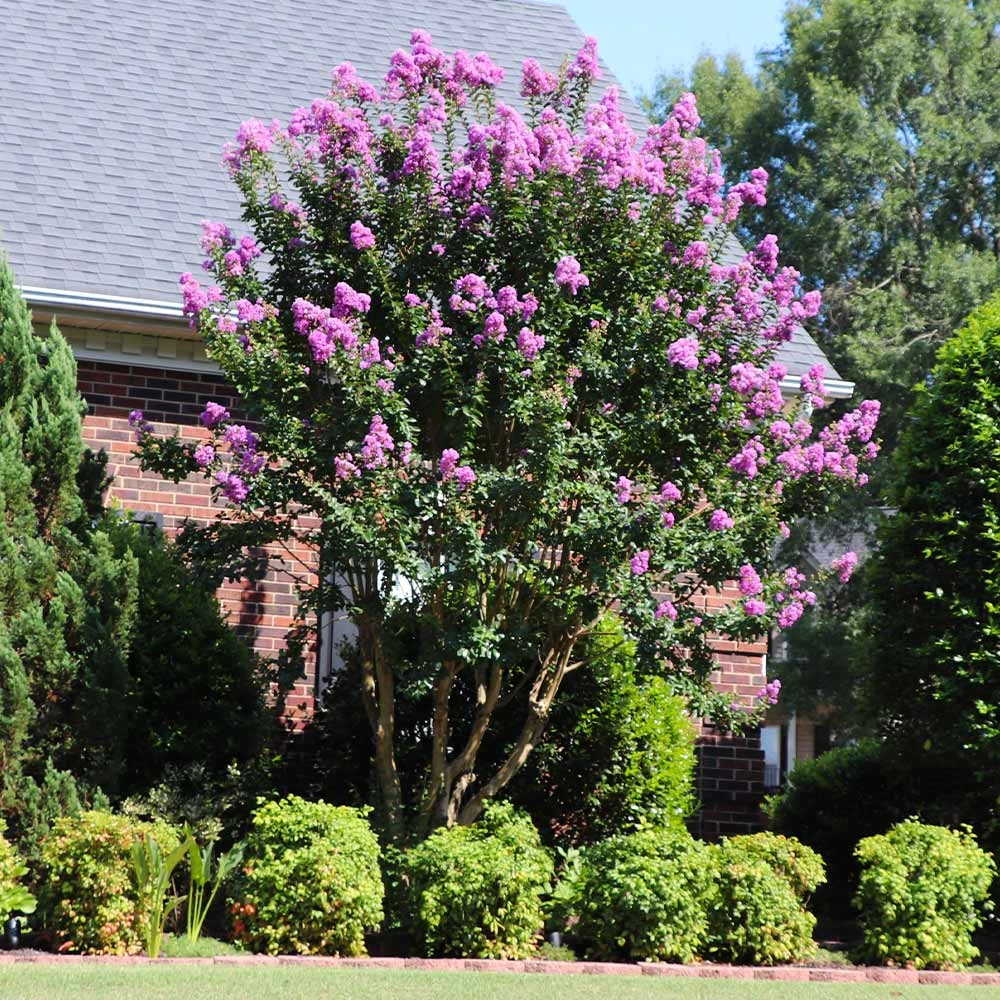 Muskogee Crape Myrtle Tree 4 Muskogee Crape Myrtle Tree - Image 4